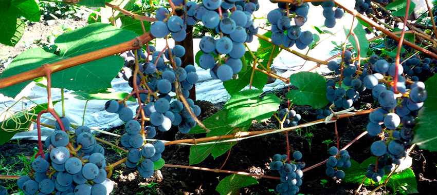 Виноград в Сибири. Просто о сложном.